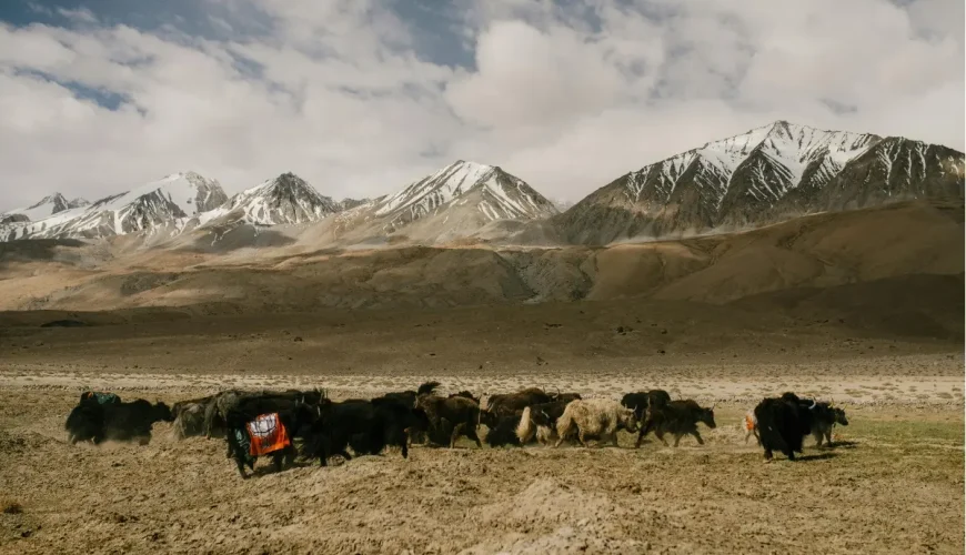 G318 Road Trip: Experience Four Seasons in One Day on the Epic Sichuan-Tibet Highway