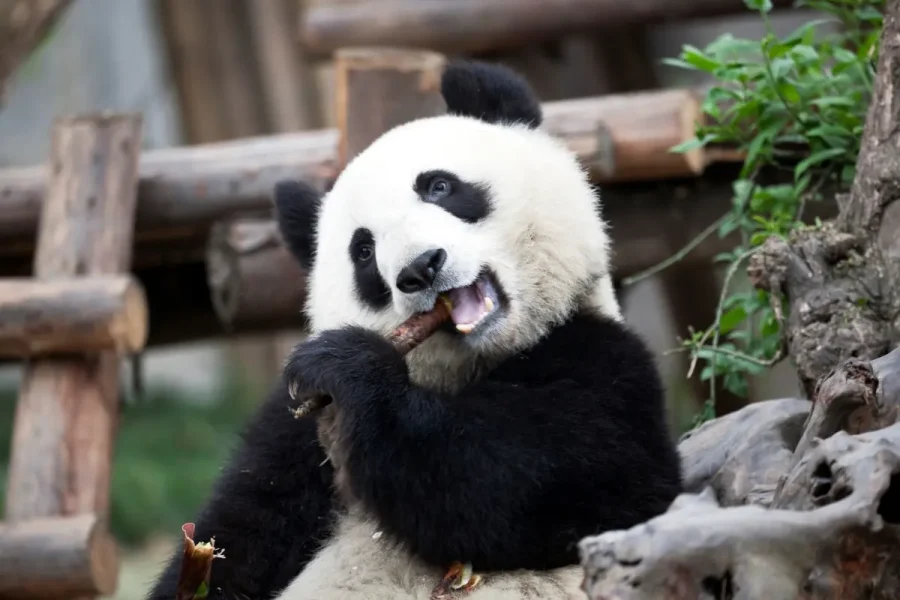 Chengdu EV Tour August 12–21, 2025 (10 days)